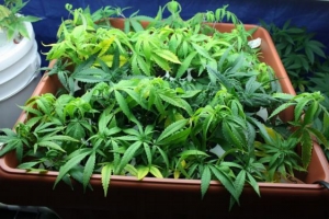 Incautan marihuana y plantas de cannabis