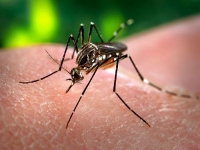 Dengue: dos nuevos casos autóctonos