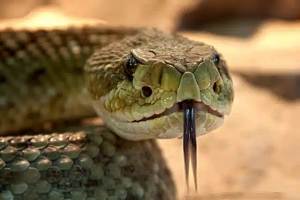 Mujer murió por mordida por una serpiente