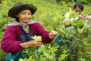 Bolivia promete controlar cultivos de coca