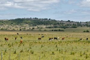 &quot;Prioridad sanitaria&quot; en los campos de Conexión Ganadera