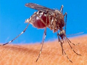 Dengue: Serotipo 3 puede agravar la enfermedad