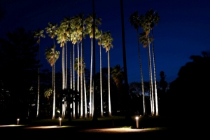 Iluminación en el Jardín Botánico
