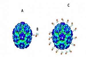 Coronavirus: Científicos brasileños están desarrollando una vacuna