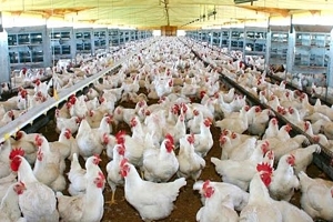Influenza aviar, millones de dosis para inocular gallinas