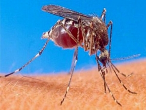 Sospechan casos de chikungunya en Paysandú