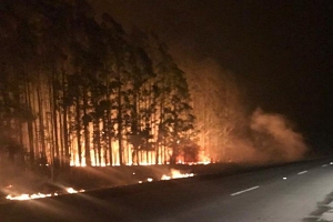 Incendios: Gobierno y productores forestales anuncian medidas