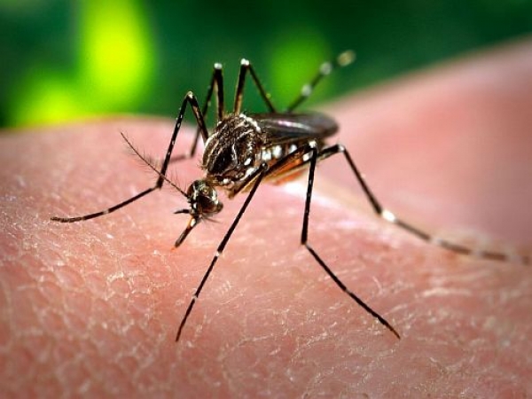 Brasil enfrenta combate al dengue