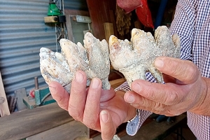 Hallan restos fósiles de megafauna cuaternaria