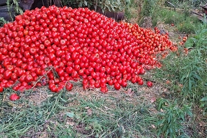 Granjeros desecharon toneladas de tomate