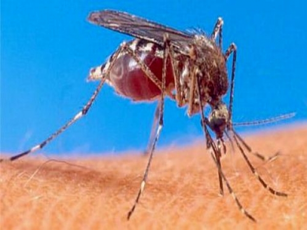 Cambio climático empuja el dengue a Europa y Sudamérica