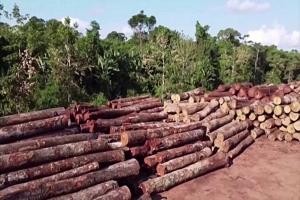 Primeros efectos de la desforestación