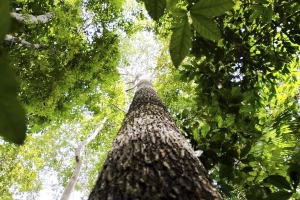 Amazonía, organizaciones alertan sobre la preservación