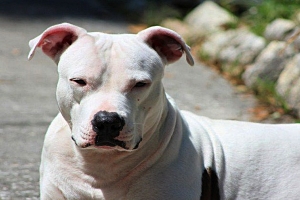 Mujer murió atacada por su perro dogo