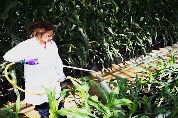 Prohiben el pesticida clorpirifós