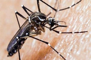 Hay 15 nuevos casos de dengue y suman 246