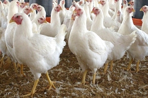 Suspenden importaciones aviares de Brasil