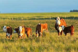 Censo Agropecuario relevó más del 90% de los padrones