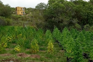 Incautan cientos de plantas de marihuana