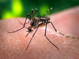 Confirman 31 nuevos casos de dengue