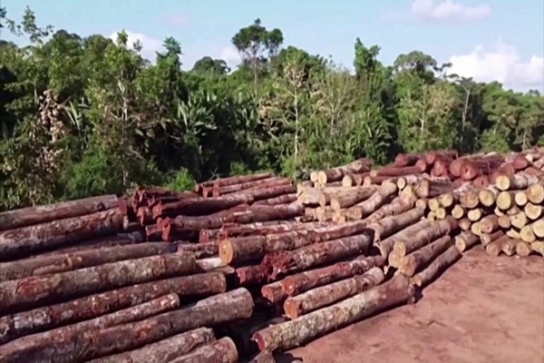La Amazona se regenera