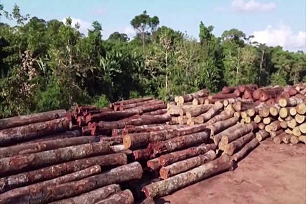 Deforestación en la Amazonia alcanzó niveles récord
