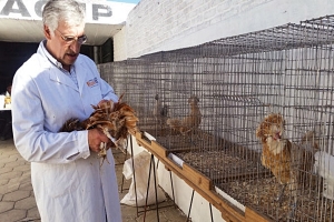 Preocupación en cabañas avícolas