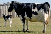 Uruguay integra medición de huella de carbono en ganado